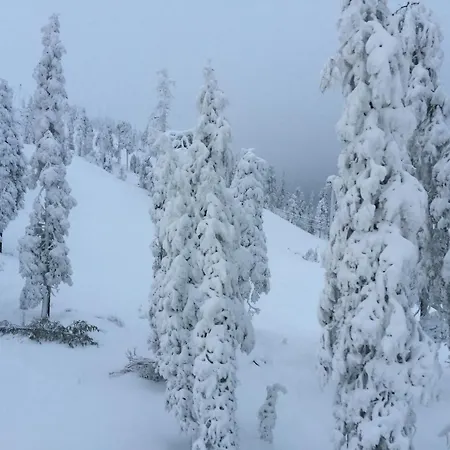 Ankkalinna Pyhätunturi